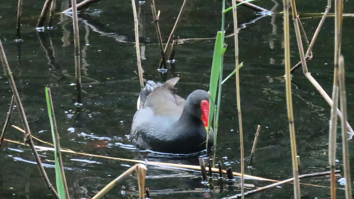 Dusky Moorhen - ML646931197