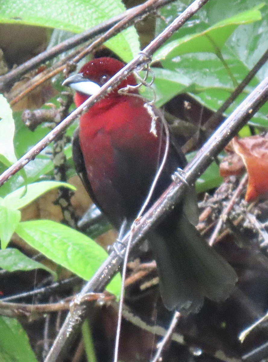 Silver-beaked Tanager - ML646931207