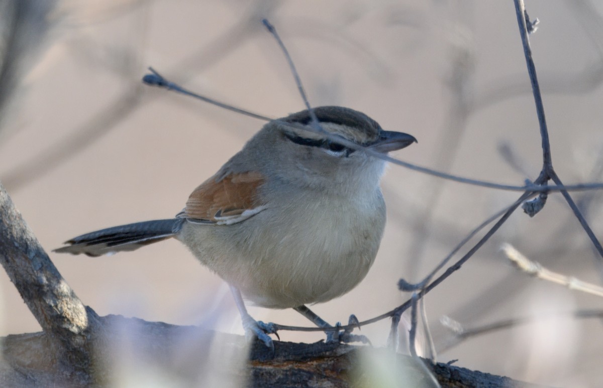 Txagra kaskanabarra - ML646931211