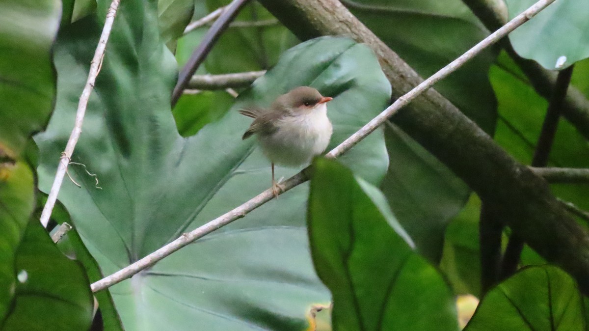 Superb Fairywren - ML646931213