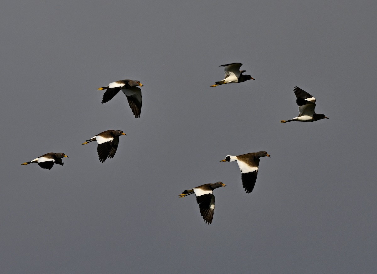 ケリ - ML646931214