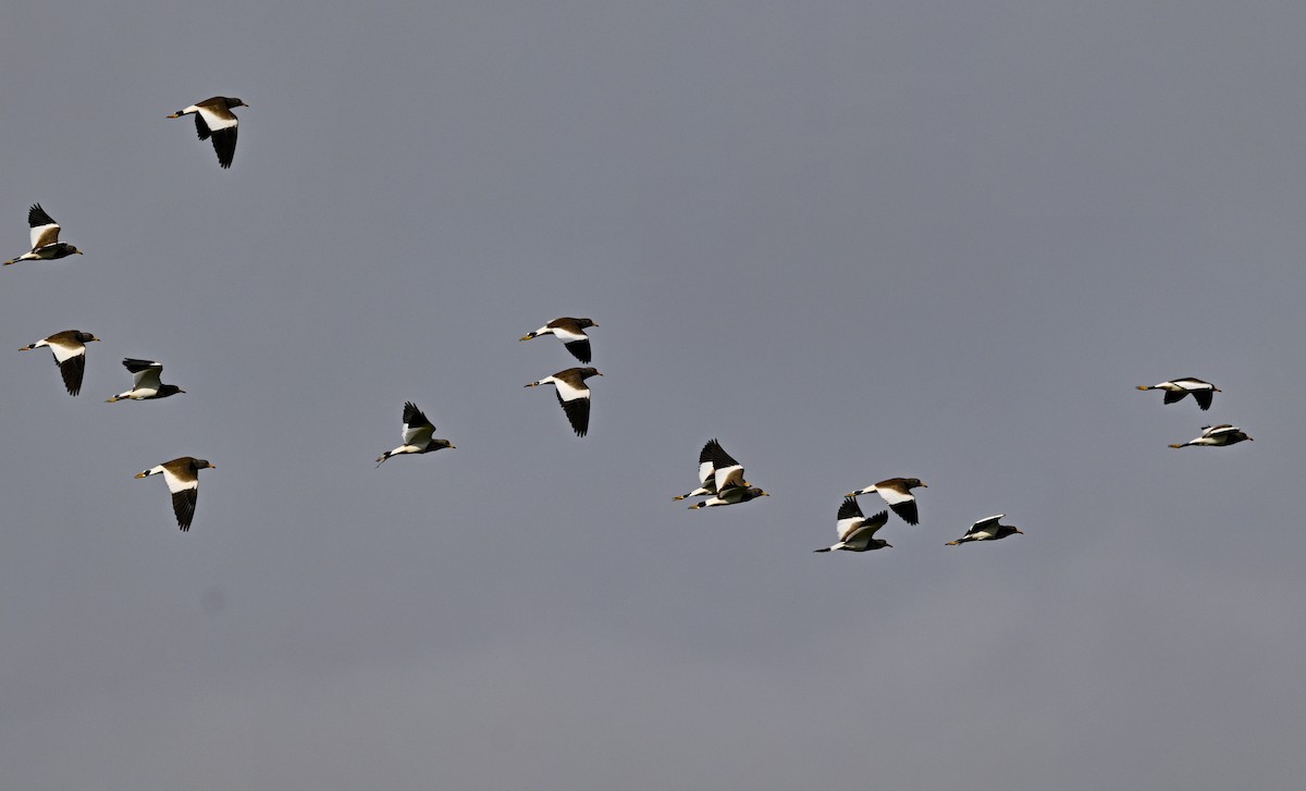 ケリ - ML646931215