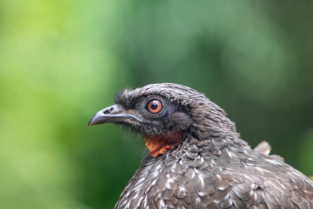 Dusky-legged Guan - ML646931216
