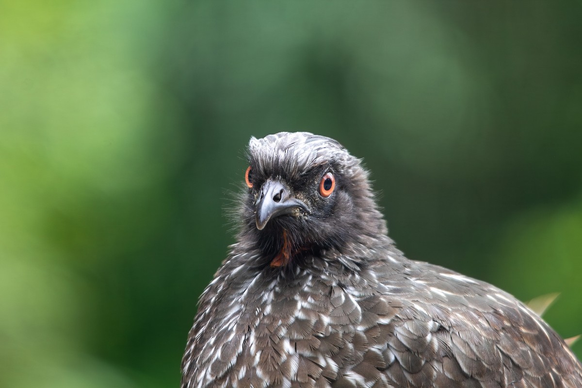 Dusky-legged Guan - ML646931217