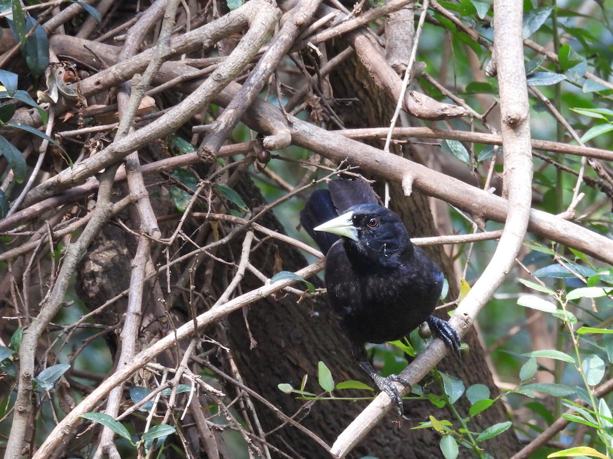 Solitary Black Cacique - ML646931221