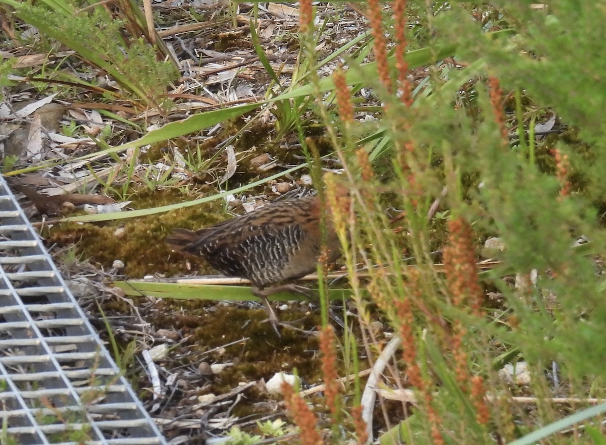 Lewin's Rail - ML646931222