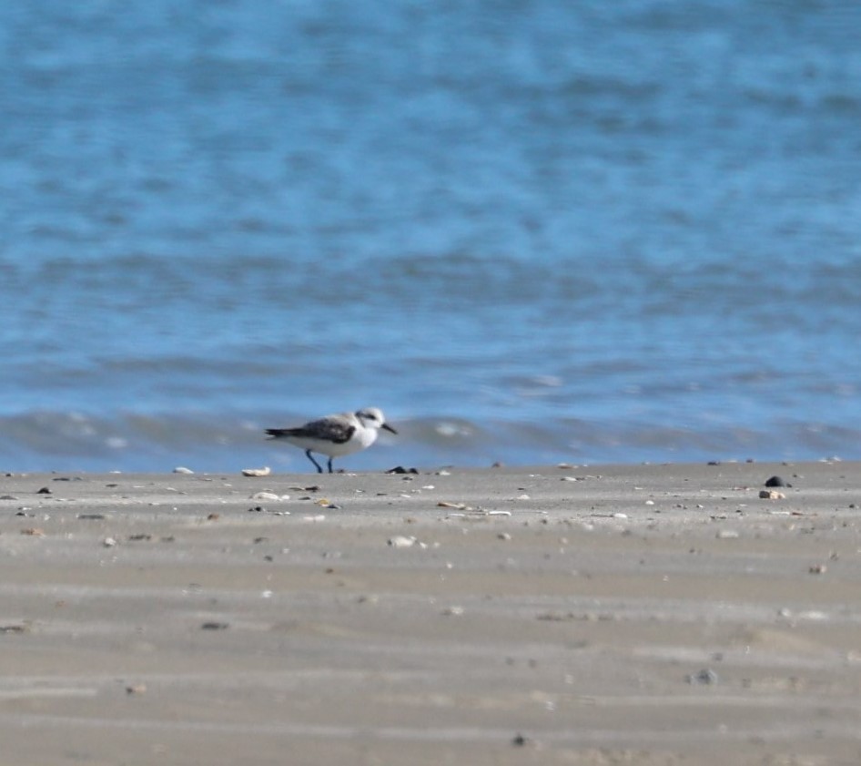 Black-bellied Plover - ML646931236