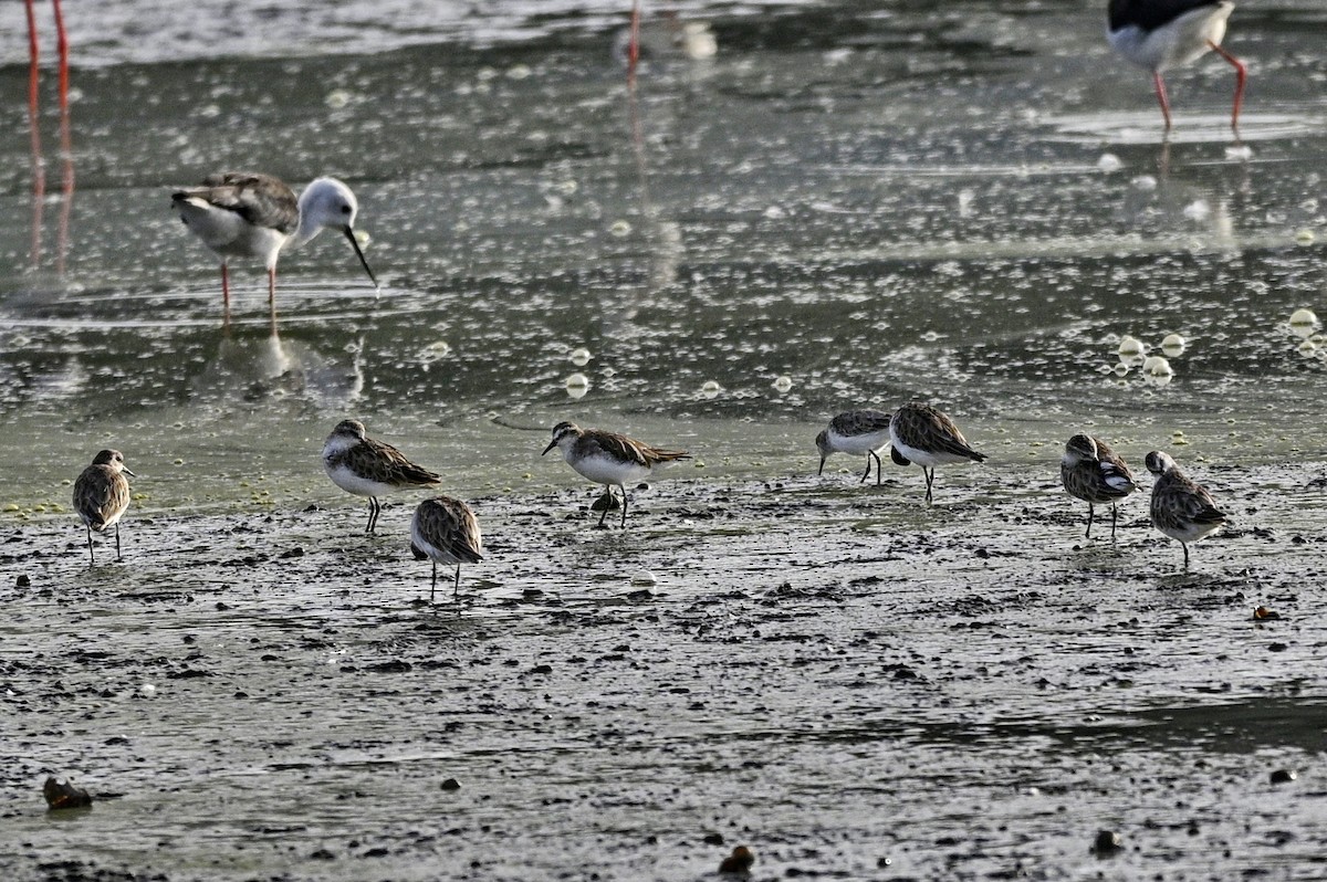 ヒバリシギ - ML646931238