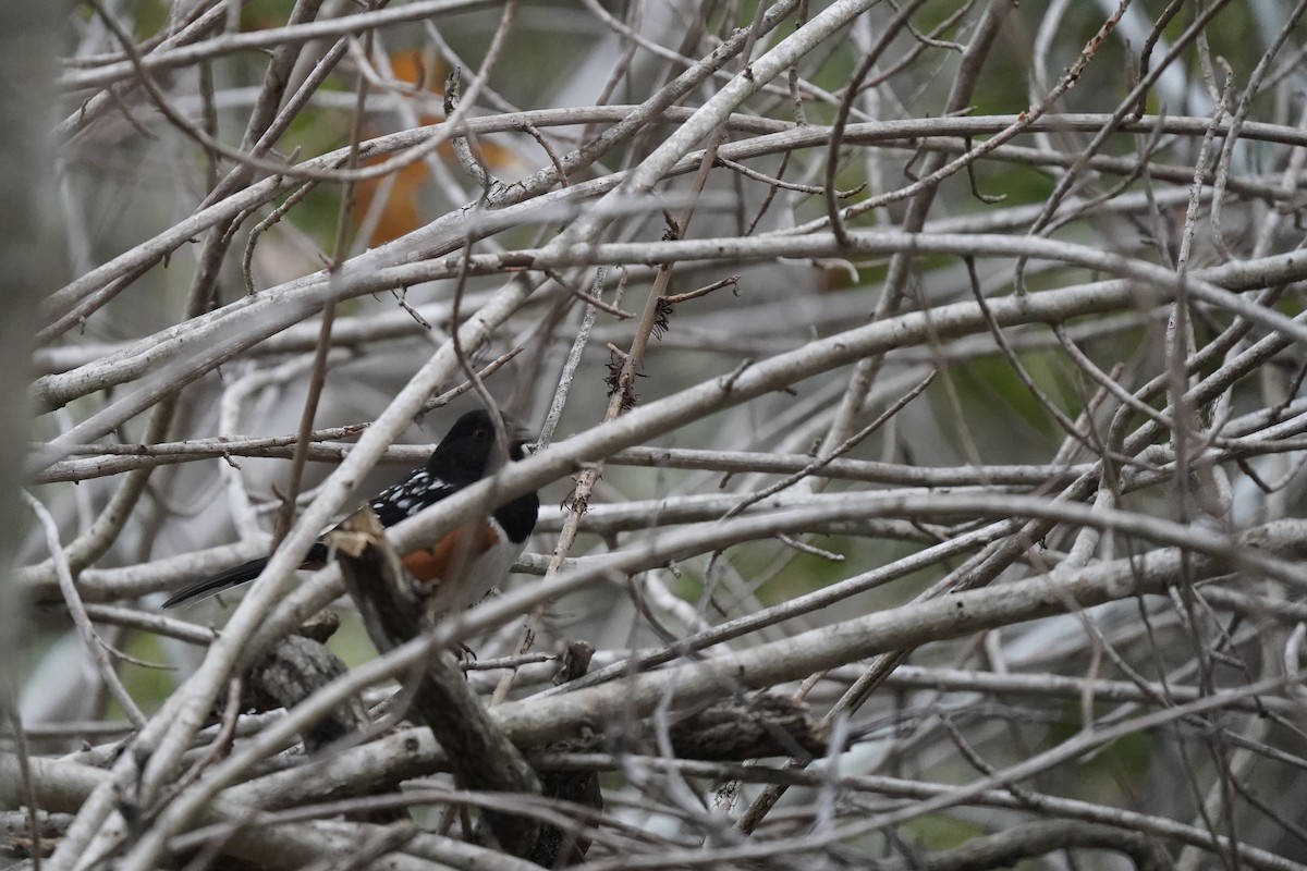 flekktovi - ML646931240