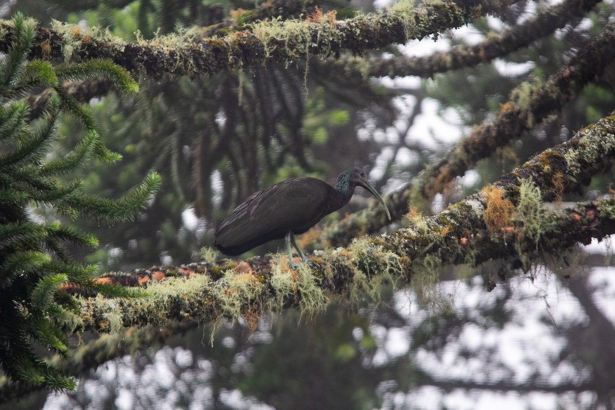 Green Ibis - ML646931243