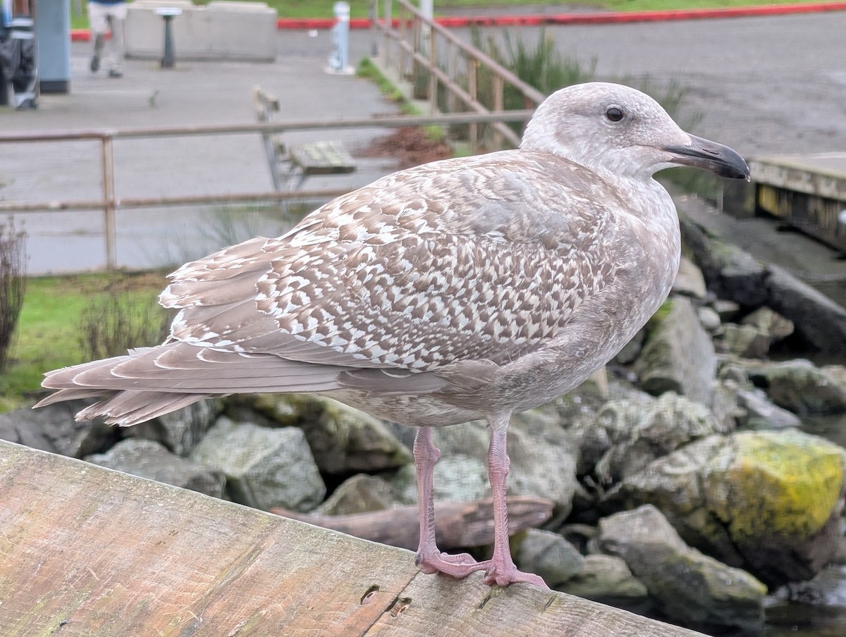 Glaucous-winged Gull - ML646931247