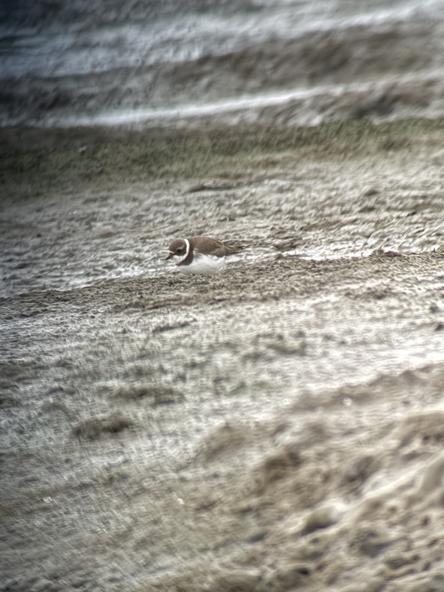 Semipalmated Plover - ML646931252
