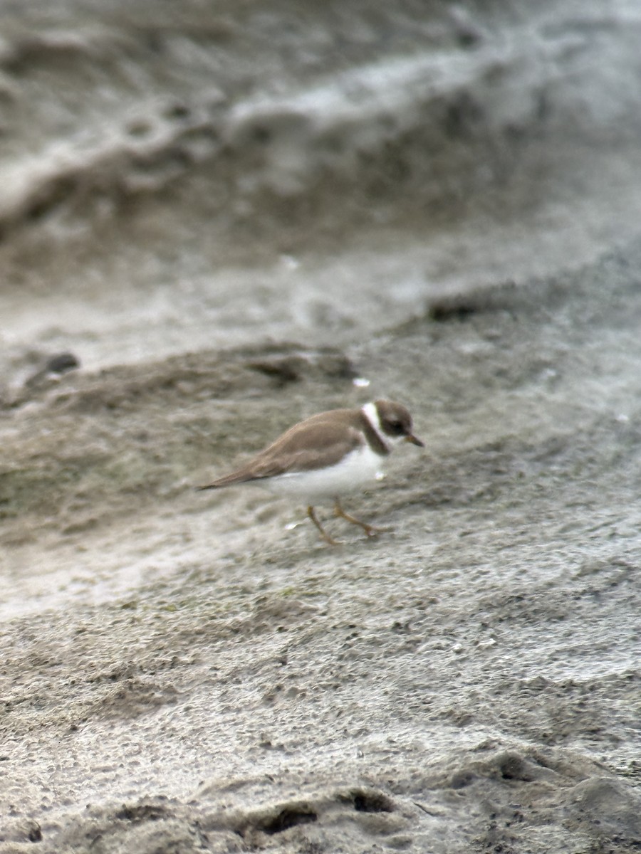 Semipalmated Plover - ML646931253