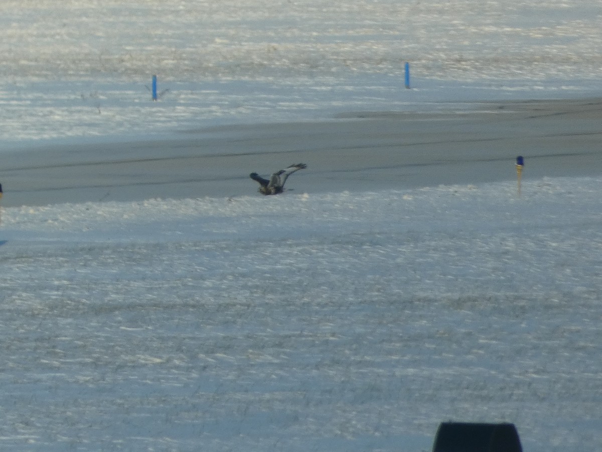 Rough-legged Hawk - ML646931254