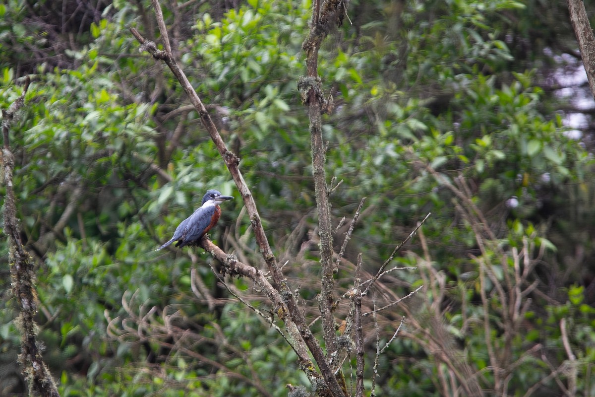 Ringed Kingfisher - ML646931256