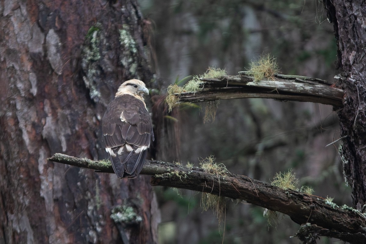 Yellow-headed Caracara - ML646931278