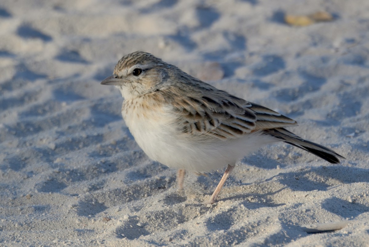 Fawn-colored Lark - ML646931279