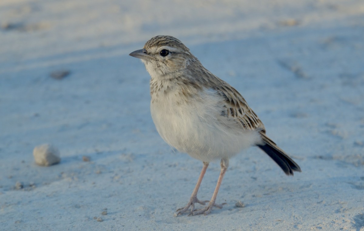 Fawn-colored Lark - ML646931281
