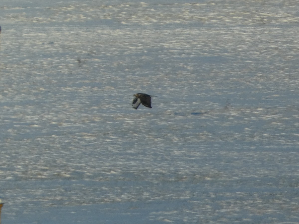 Rough-legged Hawk - ML646931282