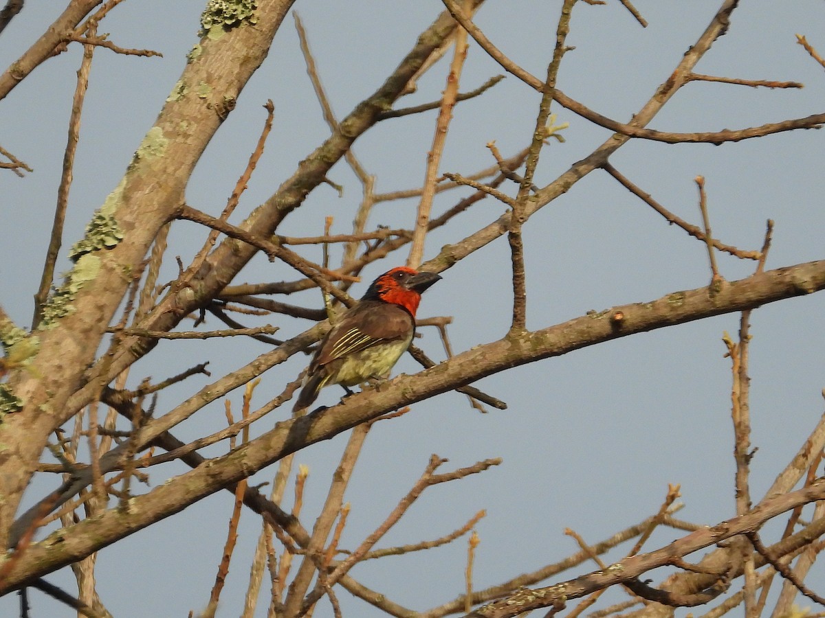 Kara Kolyeli Barbet - ML646931283