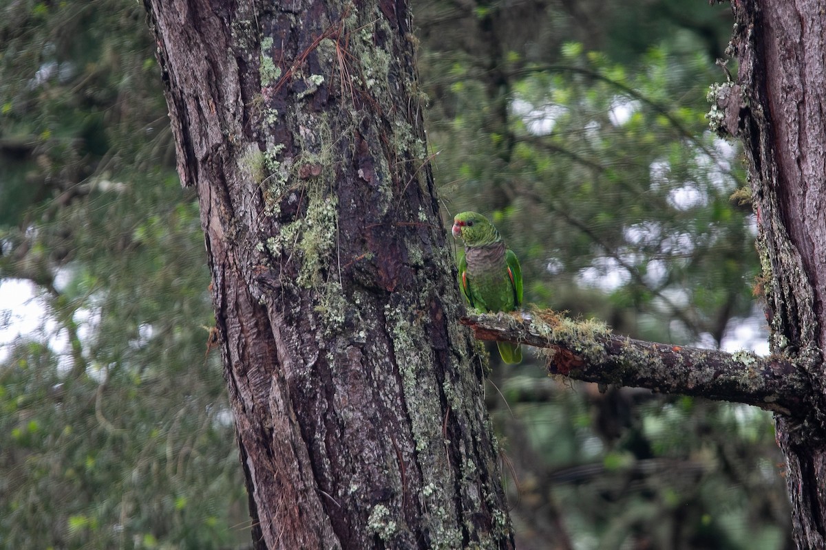 Vinaceous-breasted Amazon - ML646931291