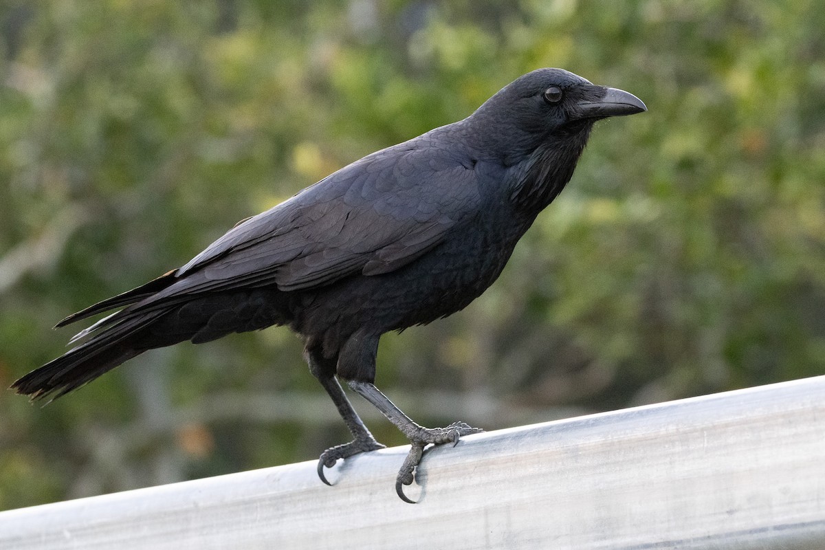 Australian Raven - ML646931292