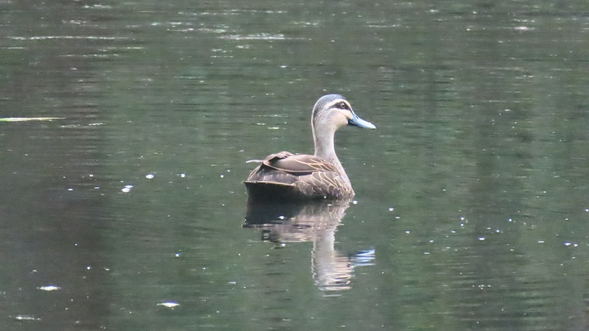Pacific Black Duck - ML646931294