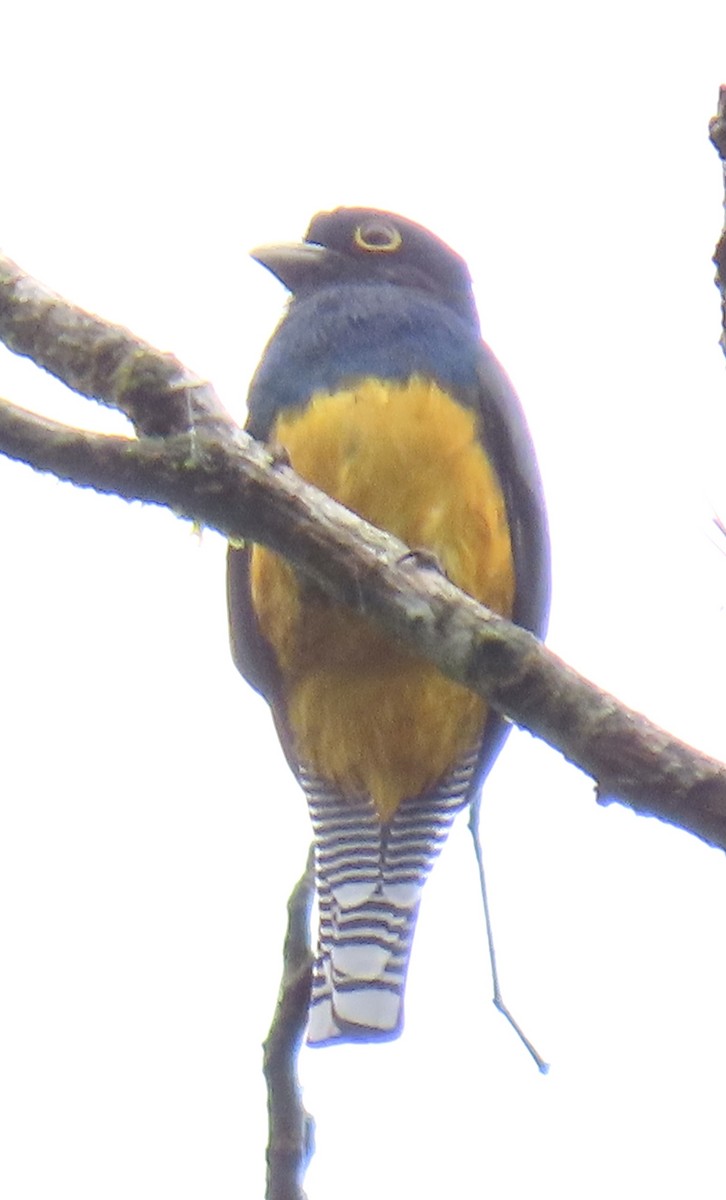 Фиолетовый трогон - ML646931295