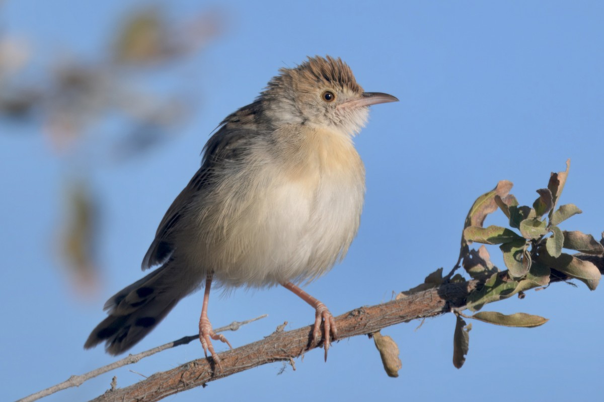 アフリカセッカ - ML646931301