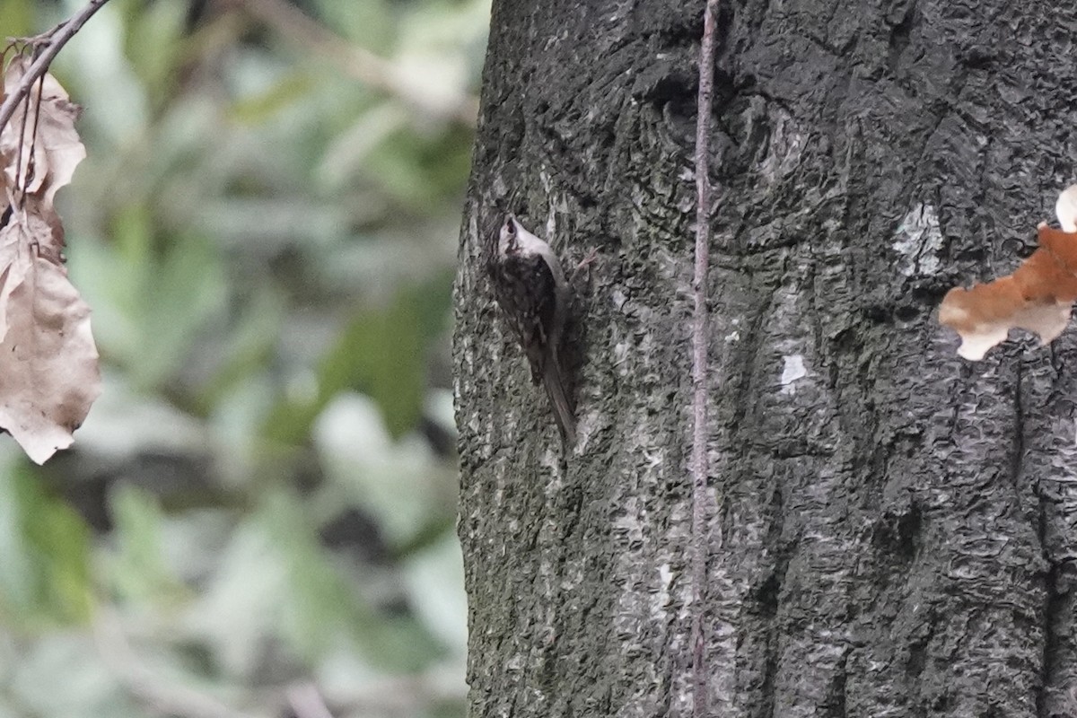 amerikatrekryper - ML646931302