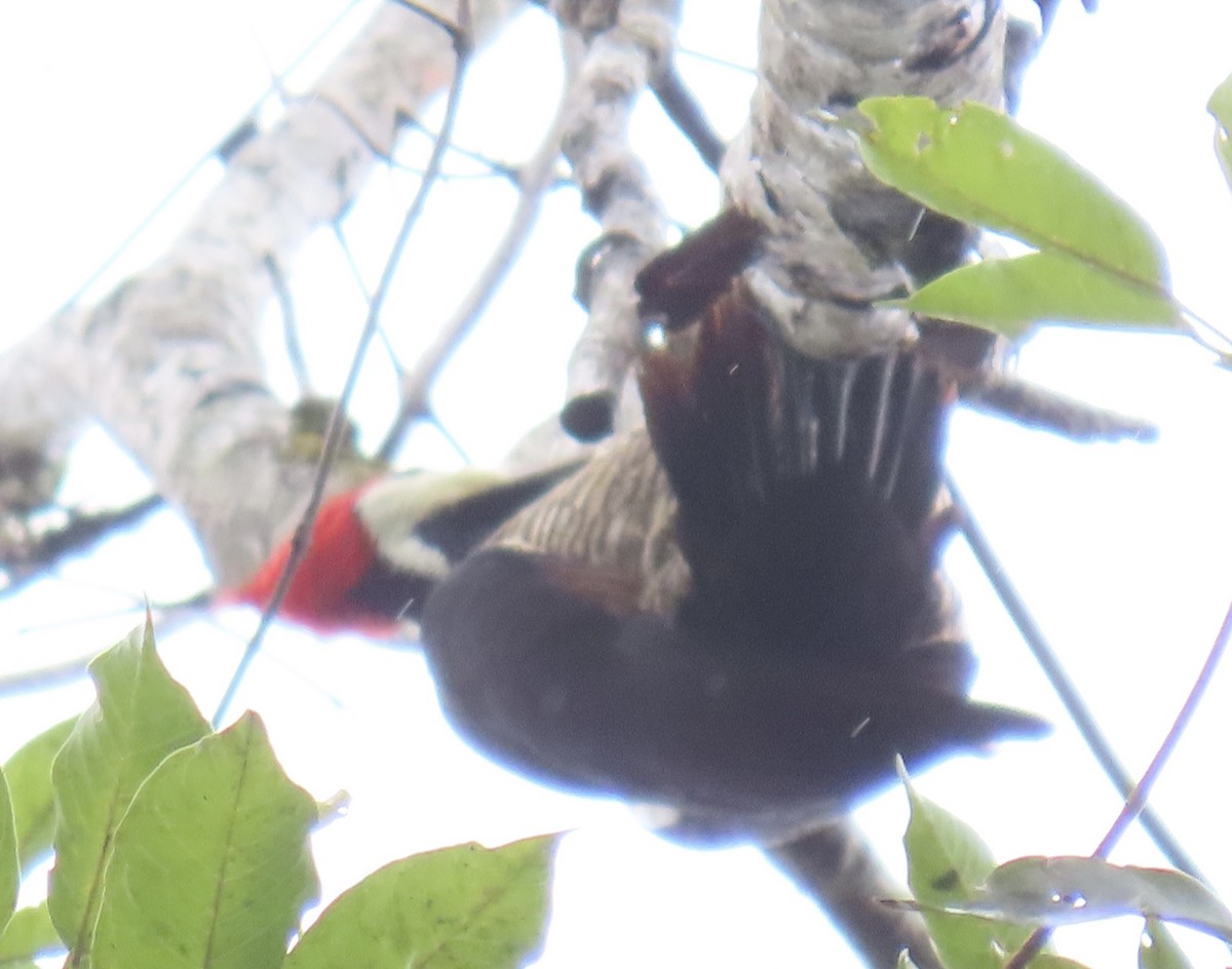 Crimson-crested Woodpecker - ML646931303