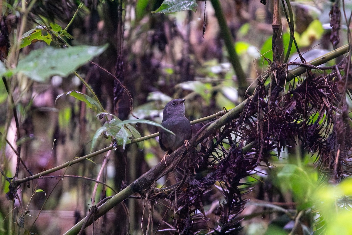 Rock Tapaculo - ML646931306