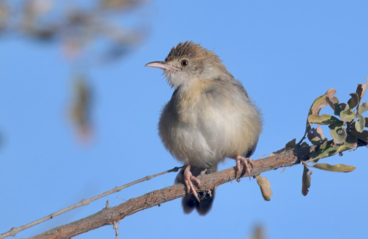 アフリカセッカ - ML646931307