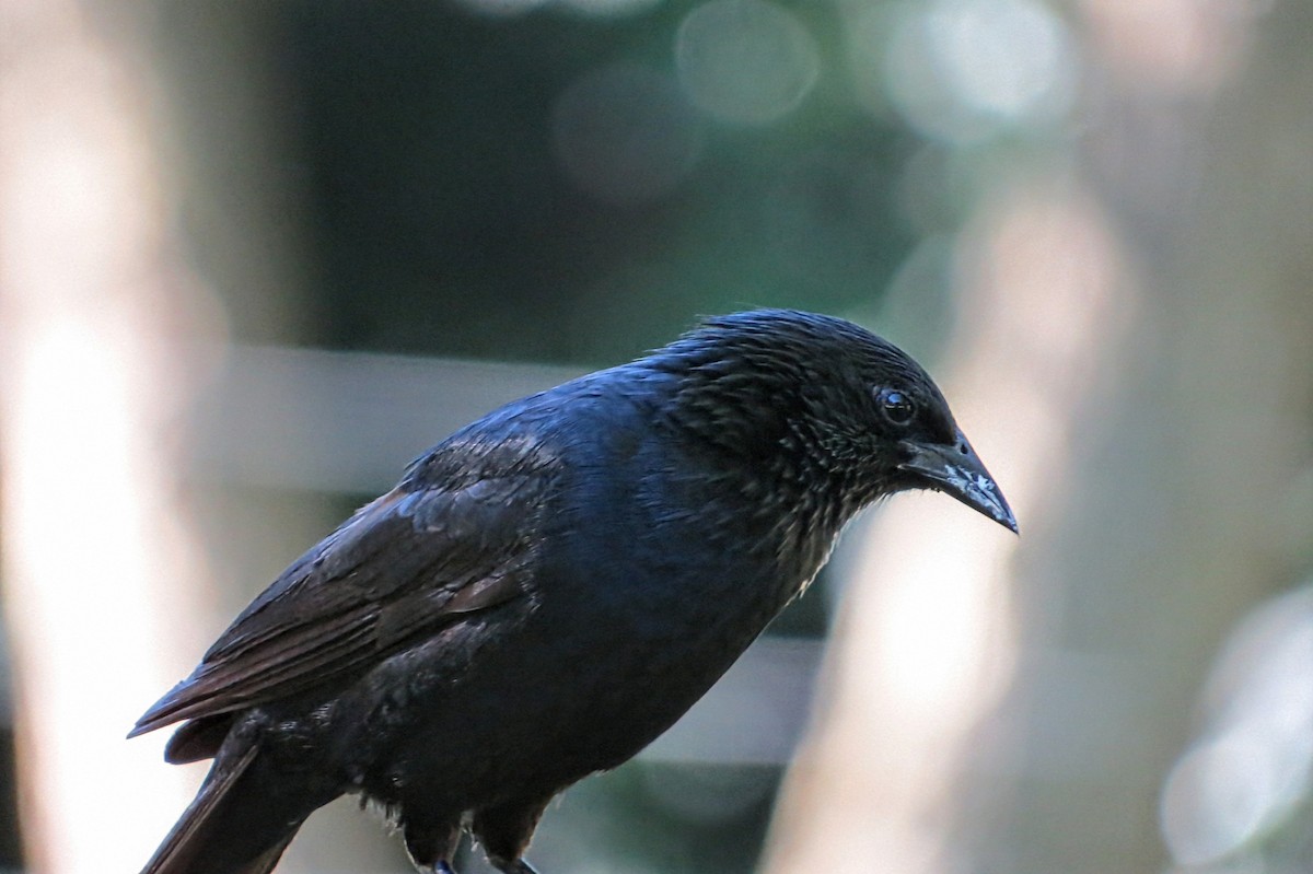 Carouge chopi - ML646931314