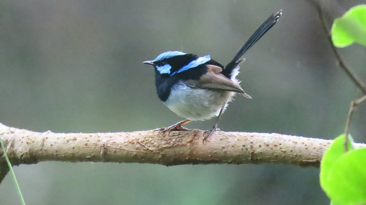 Superb Fairywren - ML646931315
