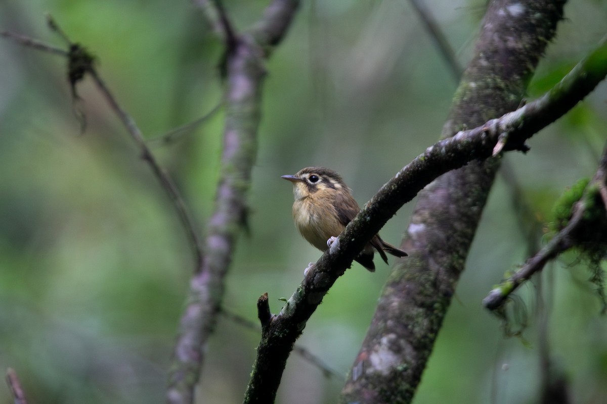 Gelbscheitel-Spatelschnabeltyrann - ML646931316