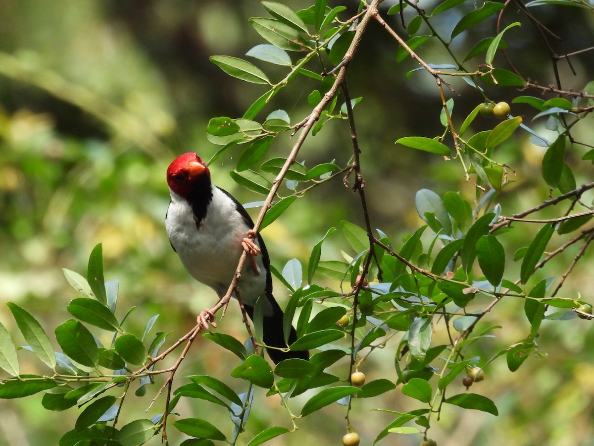 Yellow-billed Cardinal - ML646931317