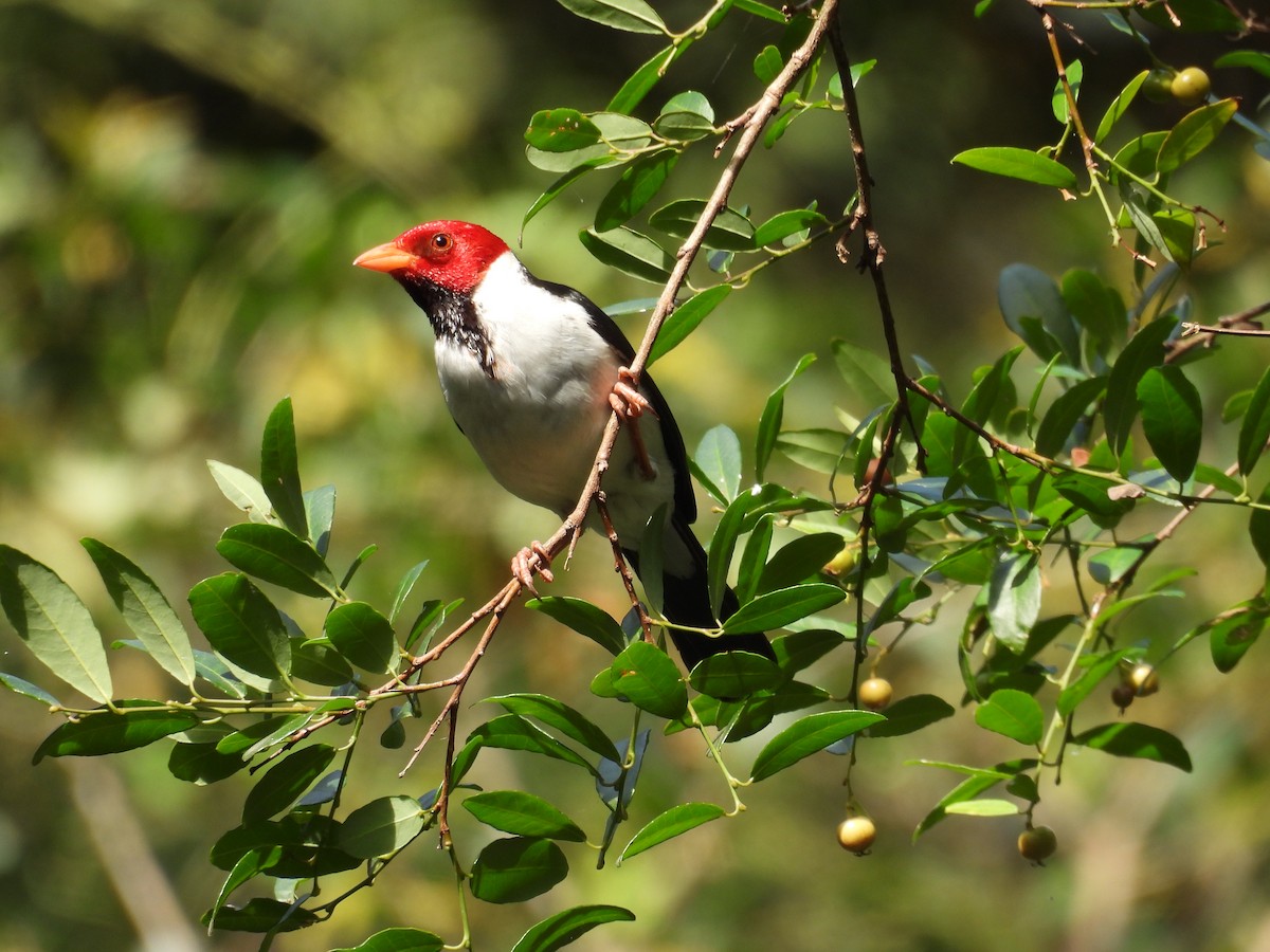 Yellow-billed Cardinal - ML646931318