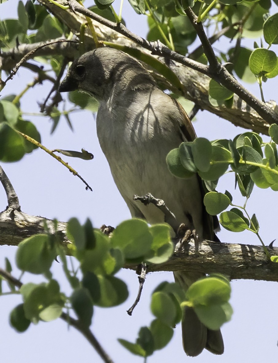 Southern Gray-headed Sparrow - ML646931323
