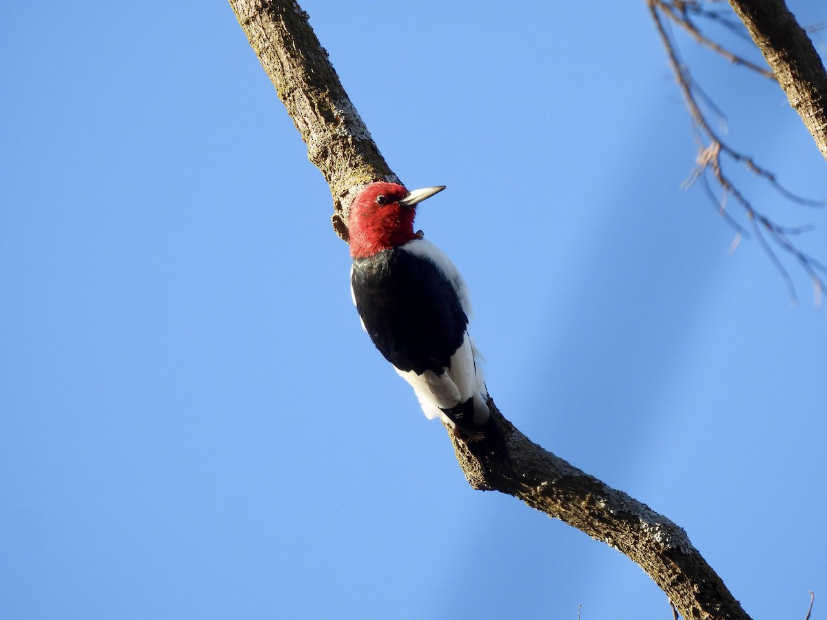 Red-headed Woodpecker - ML646931333
