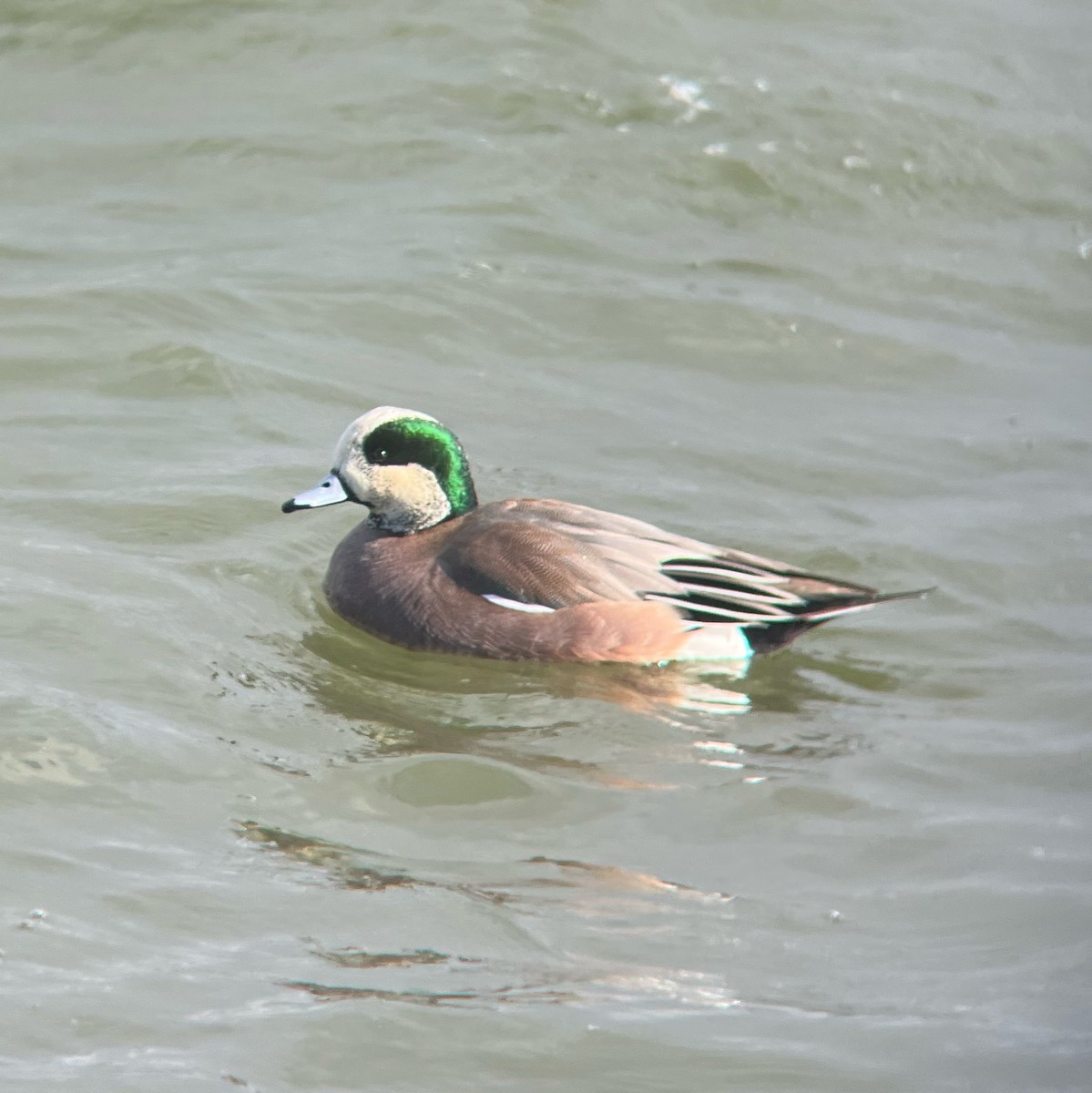 ברווז אמריקני - ML646931340