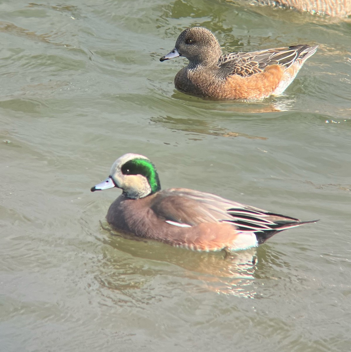 ברווז אמריקני - ML646931341