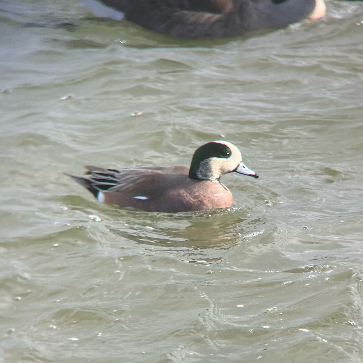 ברווז אמריקני - ML646931342
