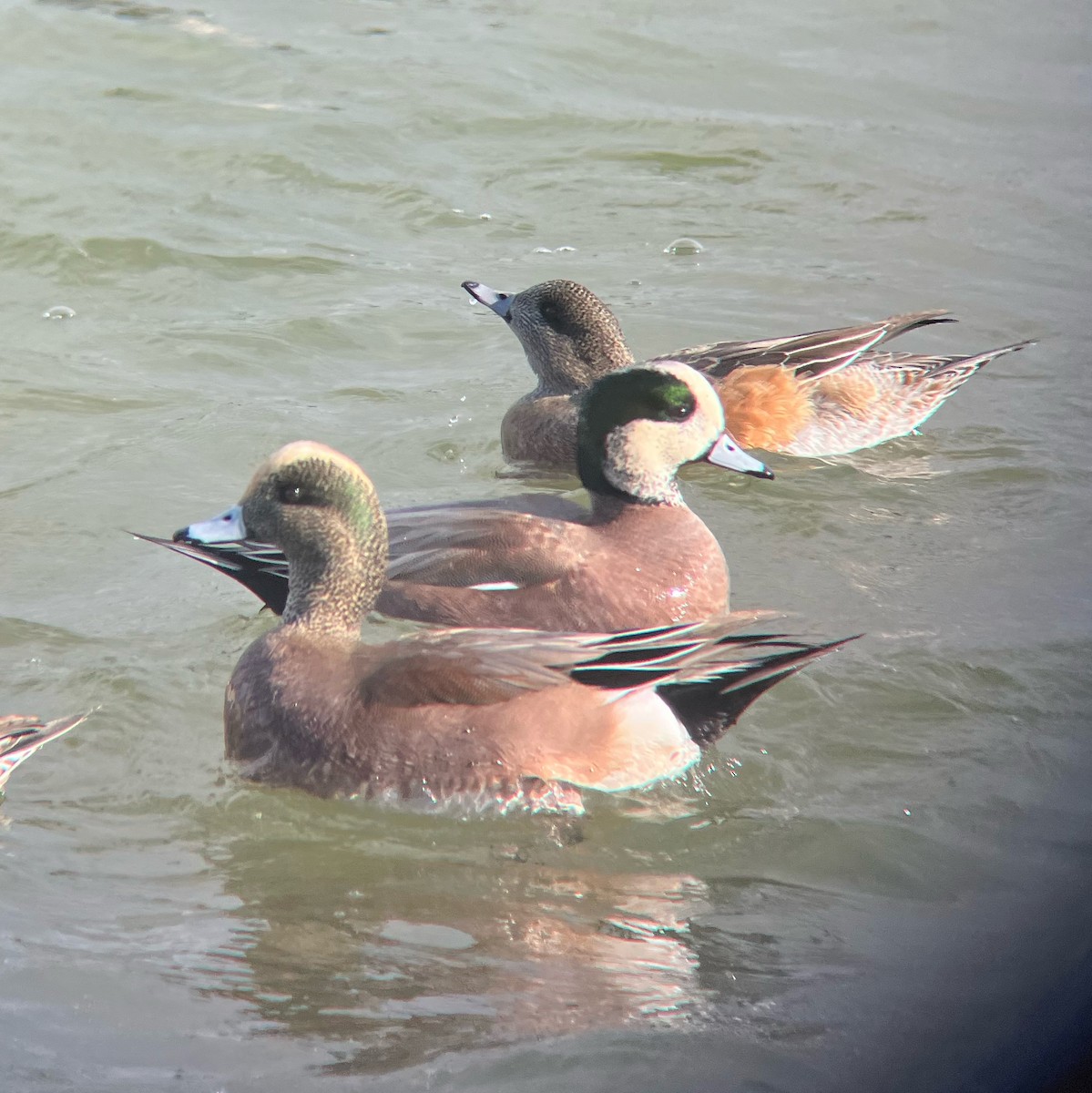 ברווז אמריקני - ML646931343