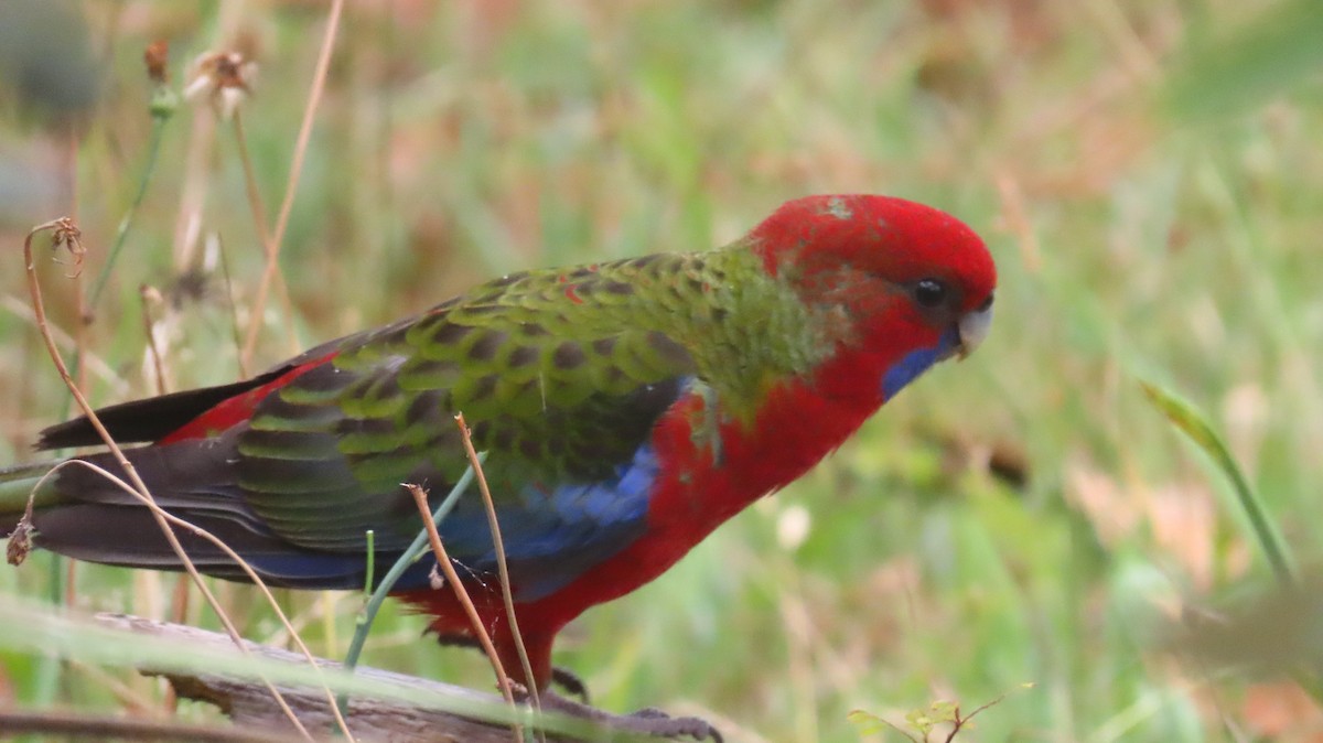 Crimson Rosella - ML646931344