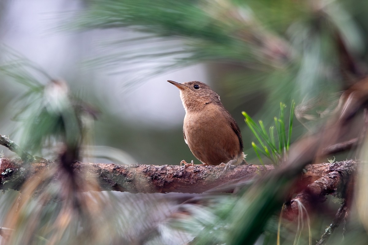 Southern House Wren - ML646931348