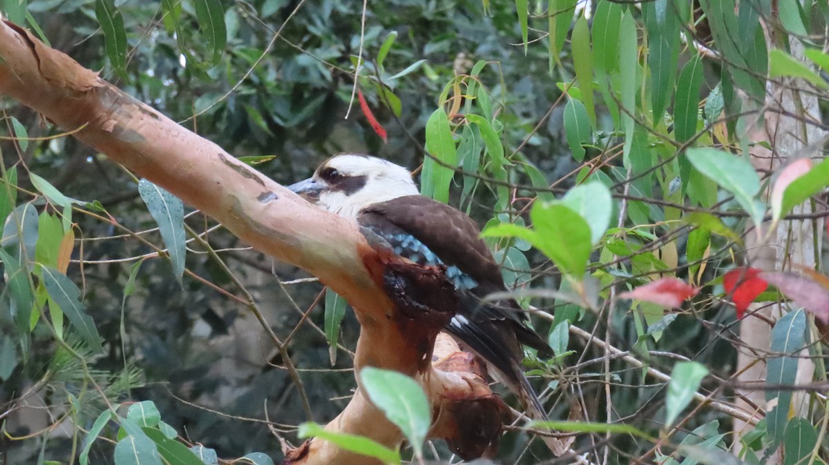 Laughing Kookaburra - ML646931352