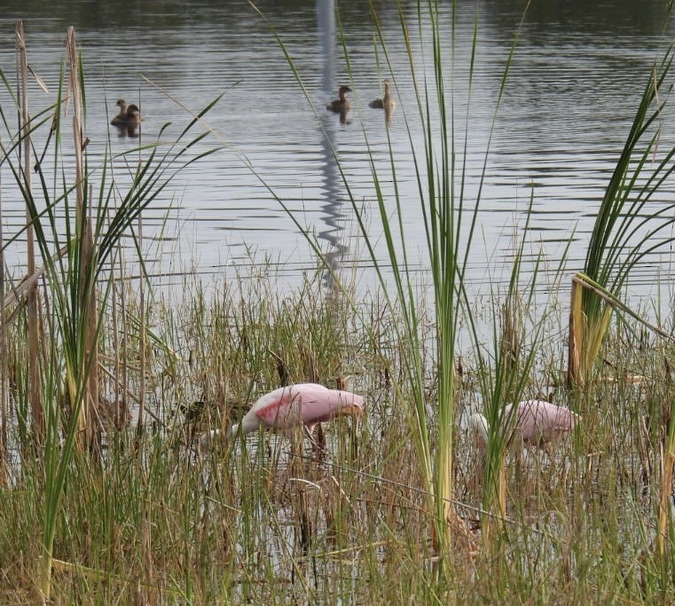 Roseate Spoonbill - ML646931362