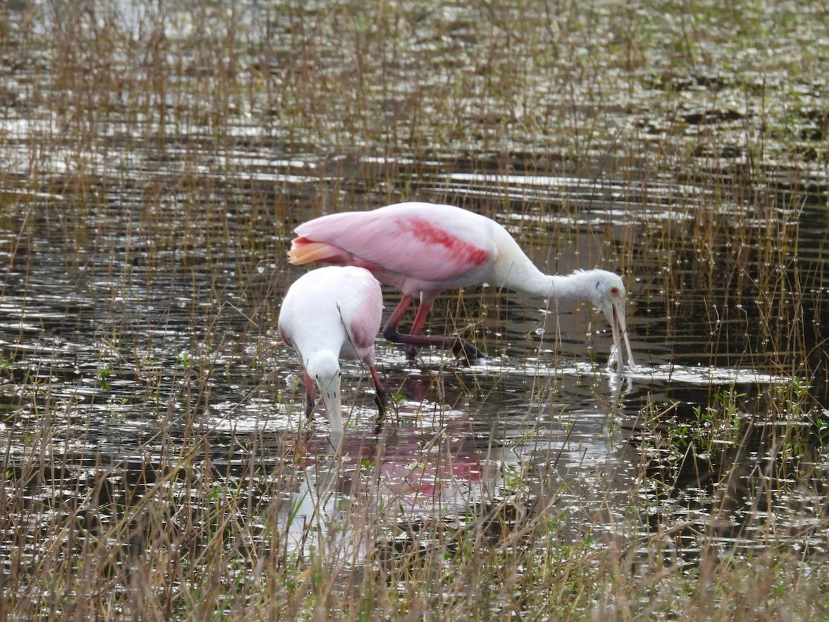 Roseate Spoonbill - ML646931363
