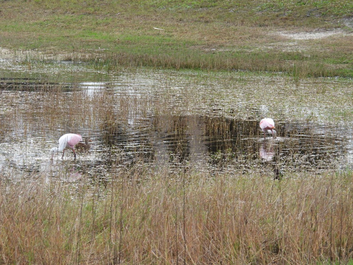 Roseate Spoonbill - ML646931364